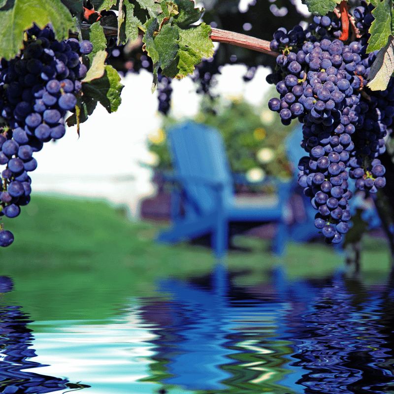 Školení Integrovaná produkce révy vinné 2023