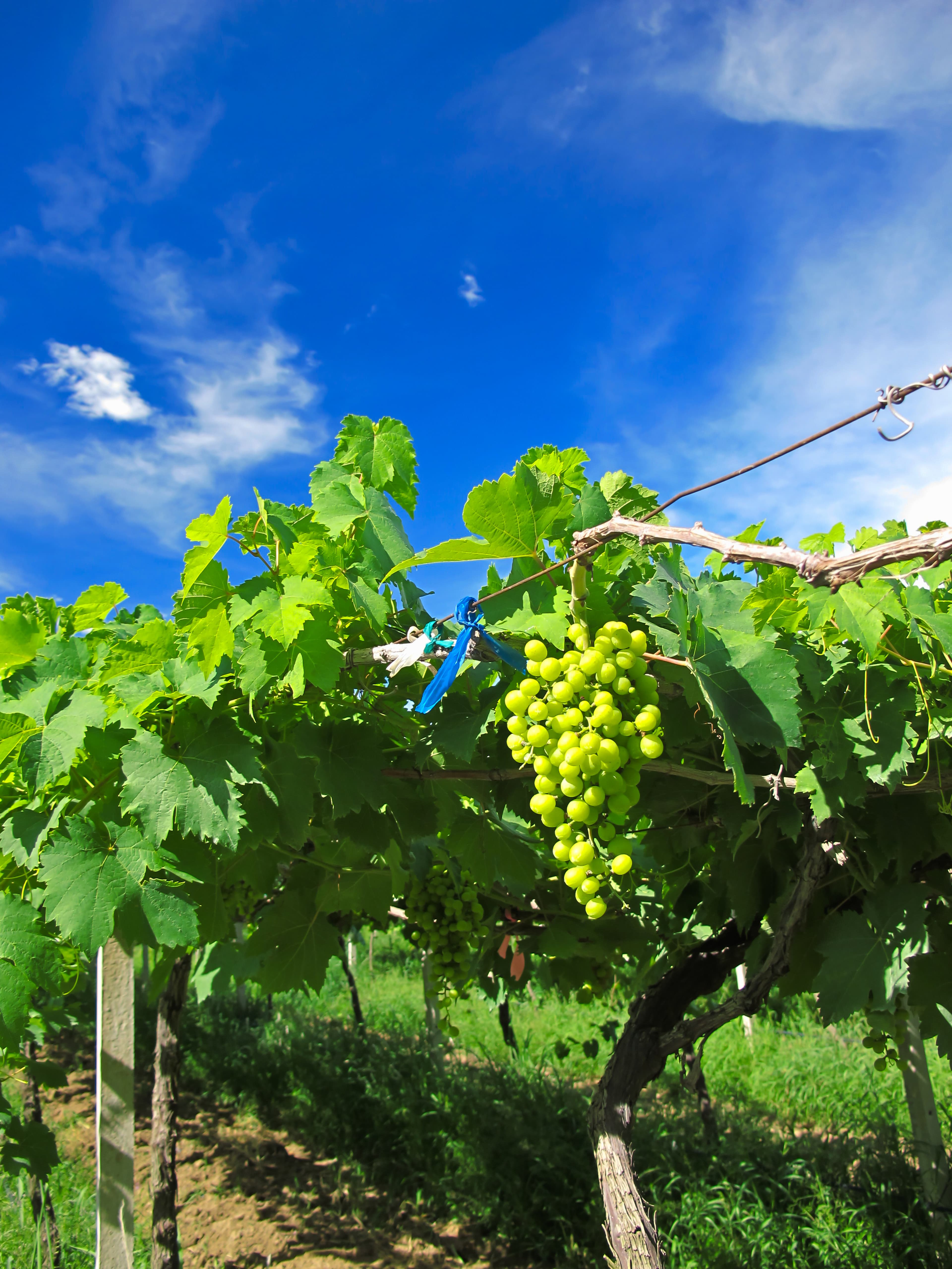 Ilustrační fotografie vinice